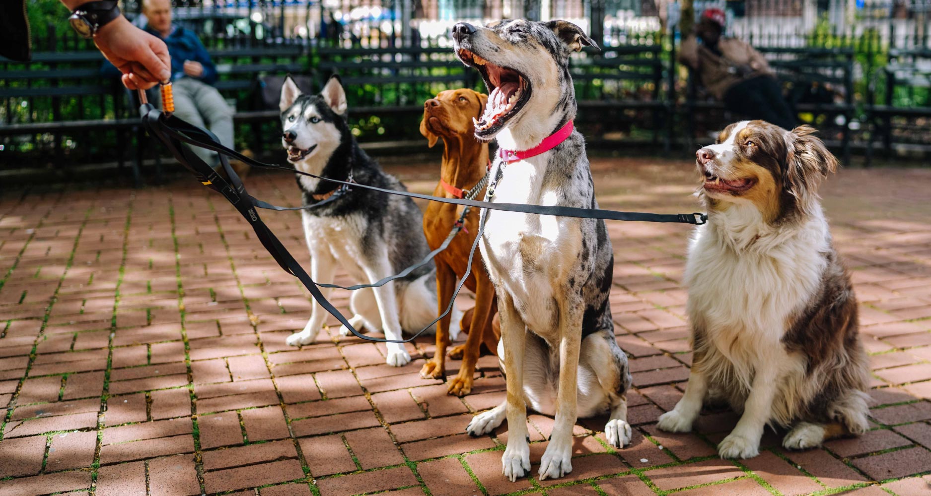 Dog Walking & Pet Sitting — Jinja